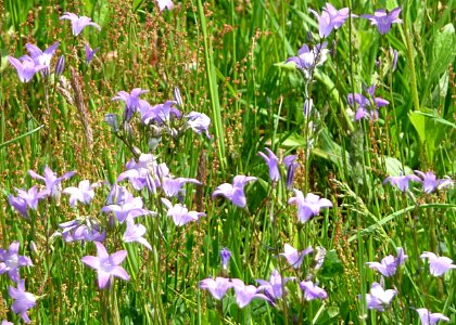 Wiesen-Glockenblume Tiefenbach