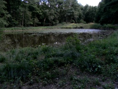 Wiesbach mittlerer Fischteich R0016538