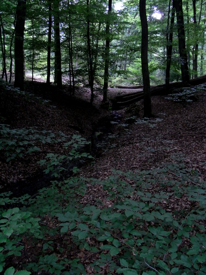 Wiesbach Zufluss im Tal Sporn am Weg R0016503