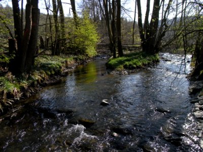 Wiesbach Mündung Frühjahr 2020 R0012934