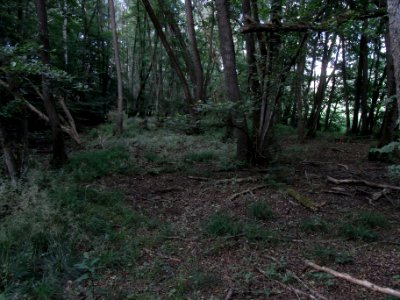 Wiesbach Bruchwald an Grundwies FFH R0016493