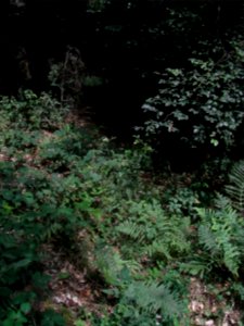 Wiesbach Behelfsgraben R0016724