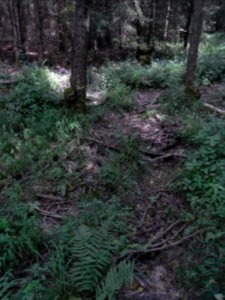 Wiesbach Behelfsgraben R0016728