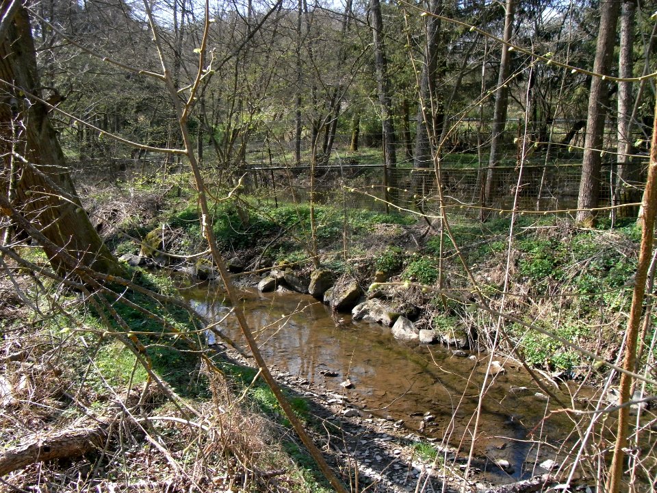 Wiesbach Teich bei Herrenmühle R0013000