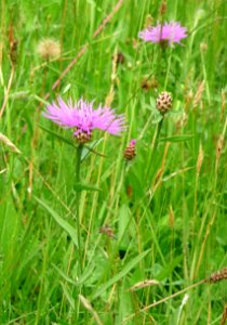 Wiesen-Flockenblume Kohlbruck