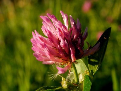 Wiesenklee Roscheiderhof H1
