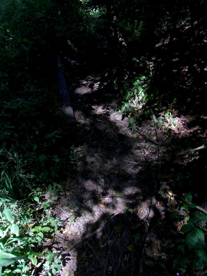 Wiesbach Graben an Saustiege zum Bach R0016561