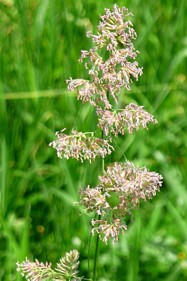 Wiesen-Knäuelgras Kohlbruck