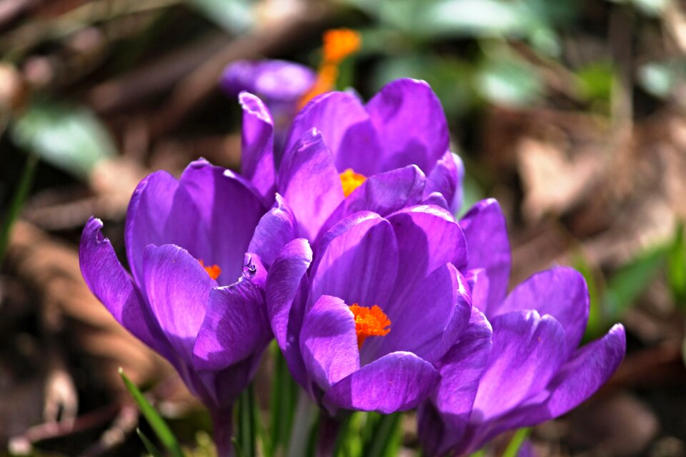 Purple flowers early bloomer photo