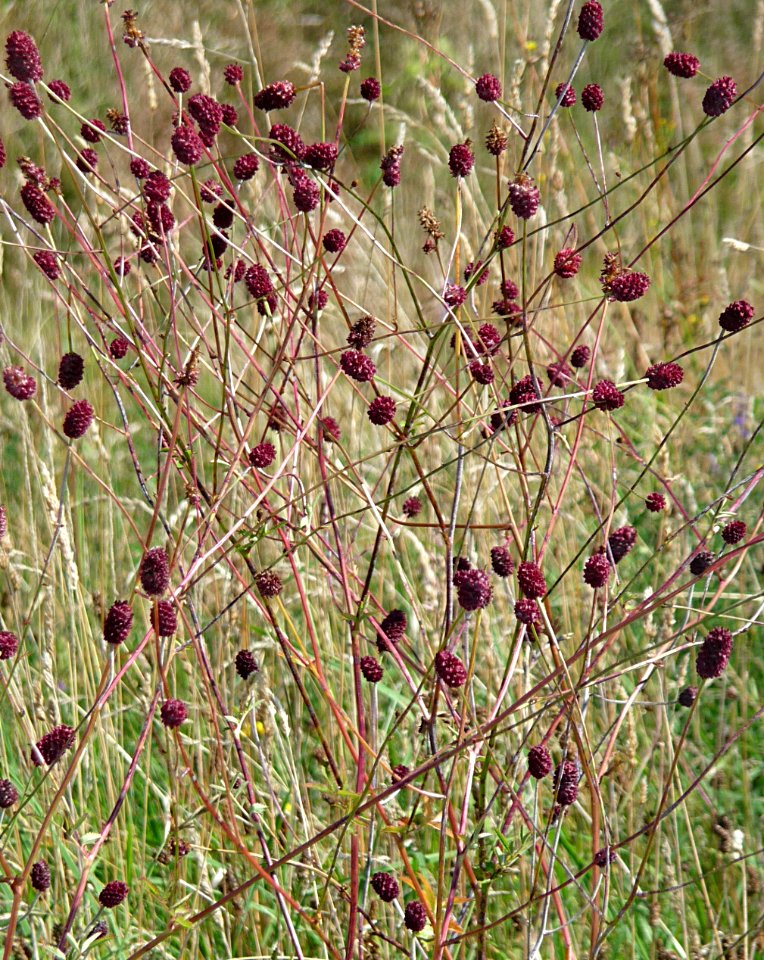 Wiesenknopf Zwiesel