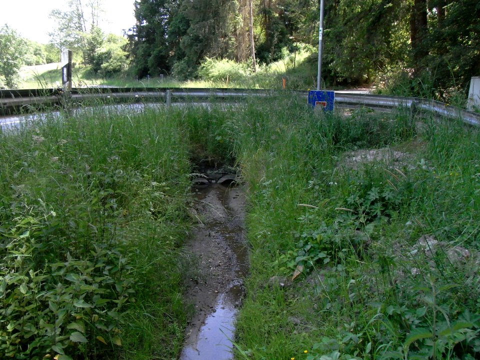 Wiesbach Bach Pfingstborn am selbigen R0014877