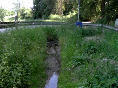 Wiesbach Bach Pfingstborn am selbigen R0014877