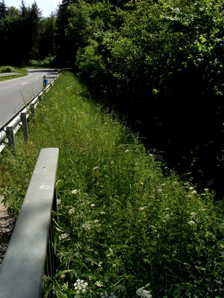 Wiesbach Brücke K 728 ober Kransberg mit Bach Pfingstborn R0014869