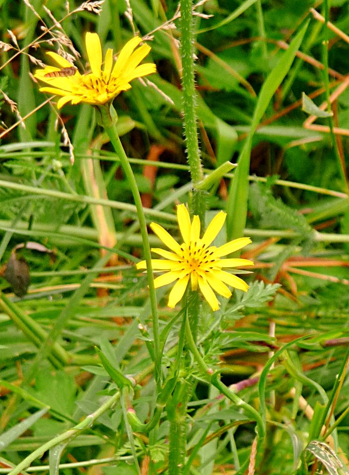 Wiesen-Bocksbart Kohlbruck