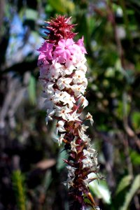 Wildflower Woodford Blue Mountains