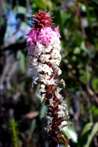 Wildflower Woodford Blue Mountains photo