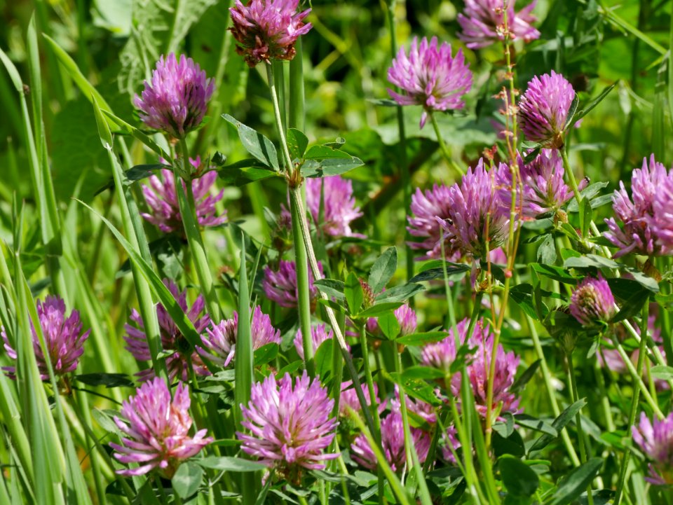 Wiesenklee Roscheiderhof H2