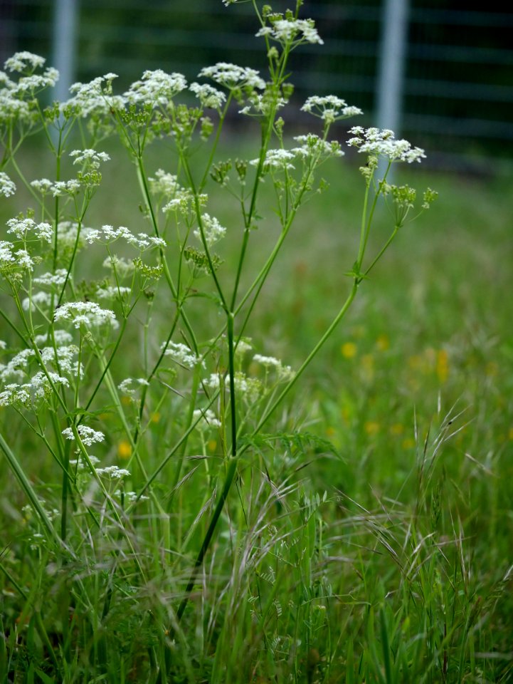 Wiesenkerbel Roscheiderhof H1