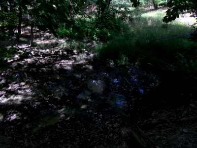 Wiesbach Zufluss in Pfanne an Höllwies R0016533