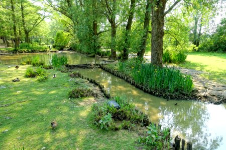 Wildfowl Reserve - Bentley Wildfowl and Motor Museum - Halland, East Sussex, England - DSC05850