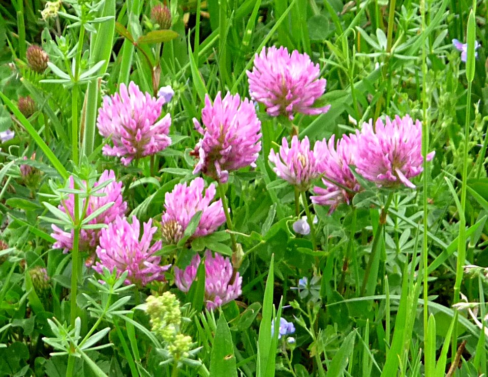 Wiesen-Klee Kohlbruck
