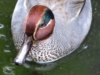 Wildpark Poing 03