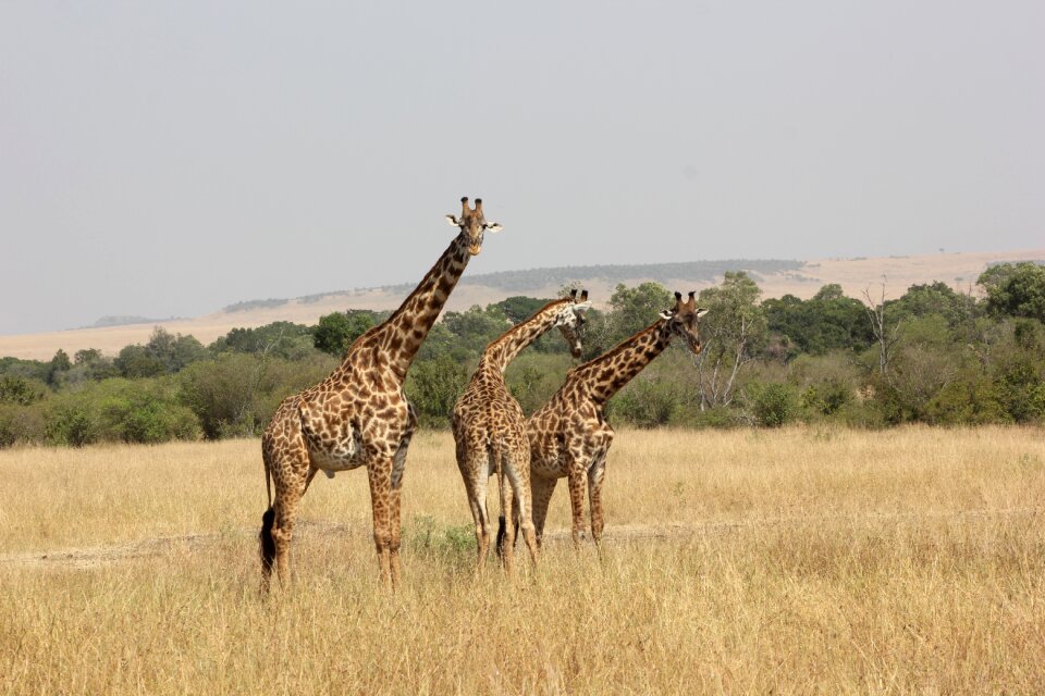 Masai mara giraffe wild life