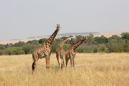 Masai mara giraffe wild life