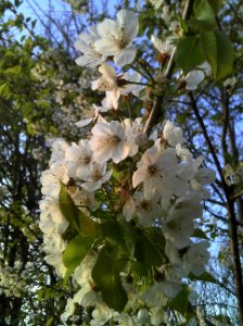 Wildkirsche im Eichholz