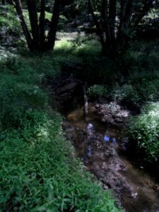 Wiesbach Aue oberhalb Fischteiche R0016549