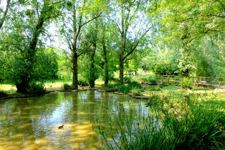 Wildfowl Reserve - Bentley Wildfowl and Motor Museum - Halland, East Sussex, England - DSC05856