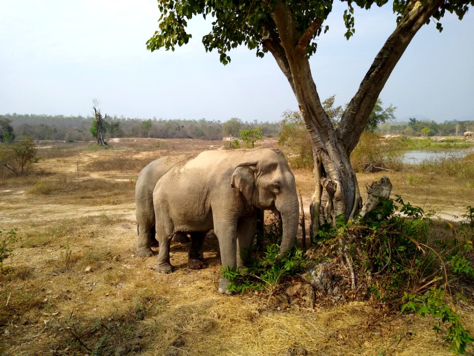 Wildlife Friends Foundation Thailand 2