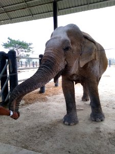 Wildlife Friends Foundation Thailand 6