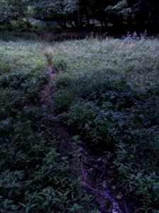 Wiesbach Zufluss aus Tal Sporn mit Wasser R0016496