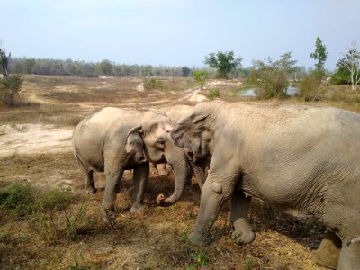 Wildlife Friends Foundation Thailand 1