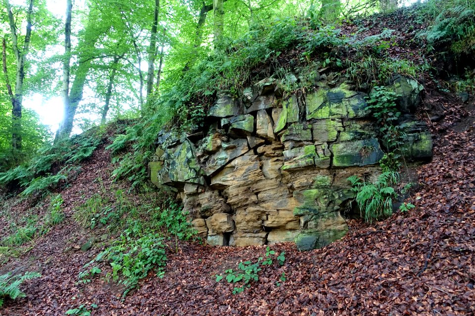 Wilderness - Renishaw Hall - Derbyshire, England - DSC02341