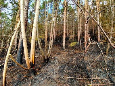 Wildfire Plaue 4
