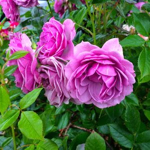 English roses strong pink full bloom photo