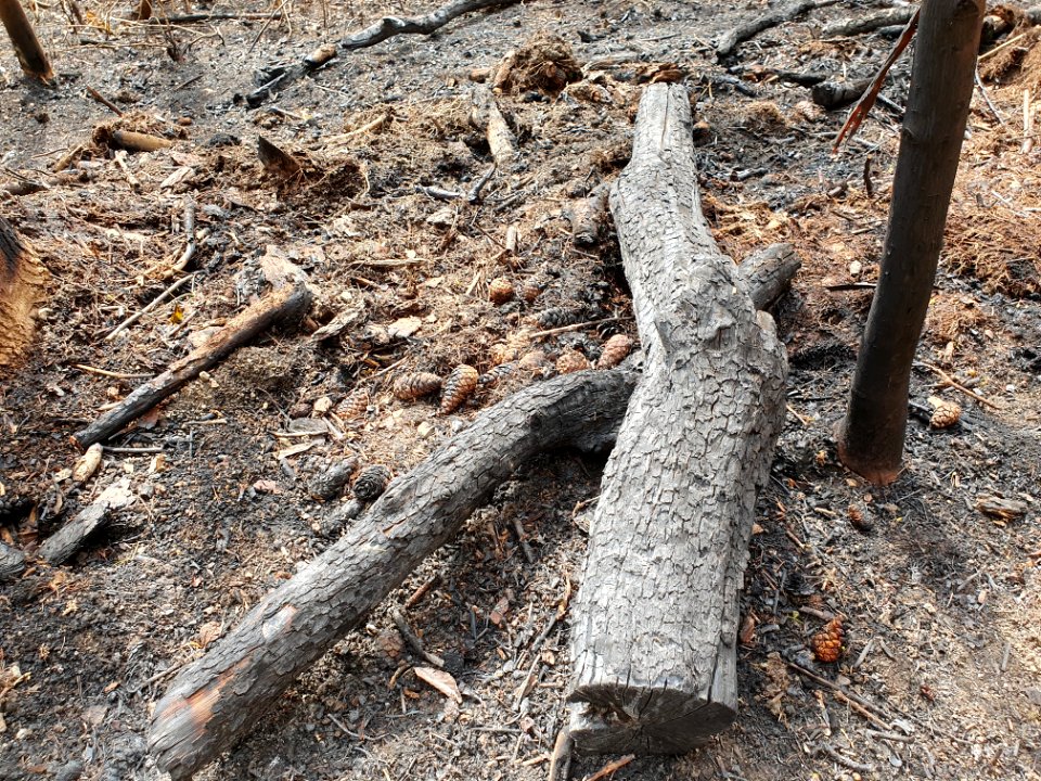 Wildfire Plaue 11