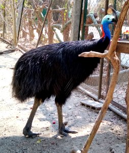 Wildlife Friends Foundation Thailand 3