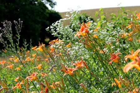 Wildflowers in foreground