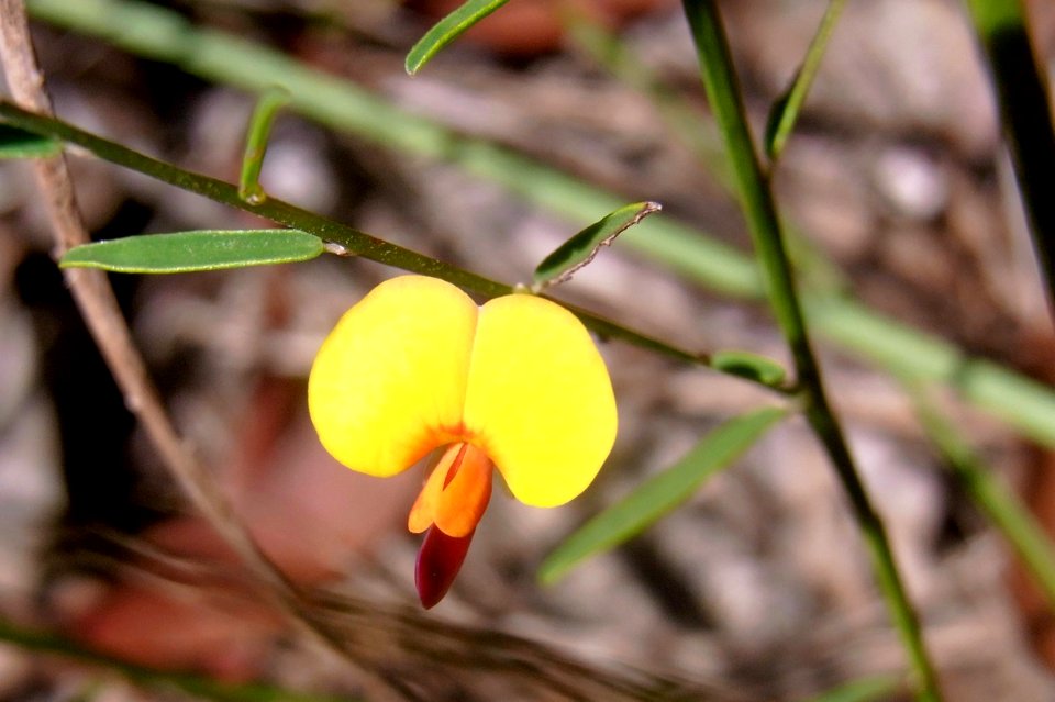 Wildflower Wallaroo Track Pea family Bossiaea