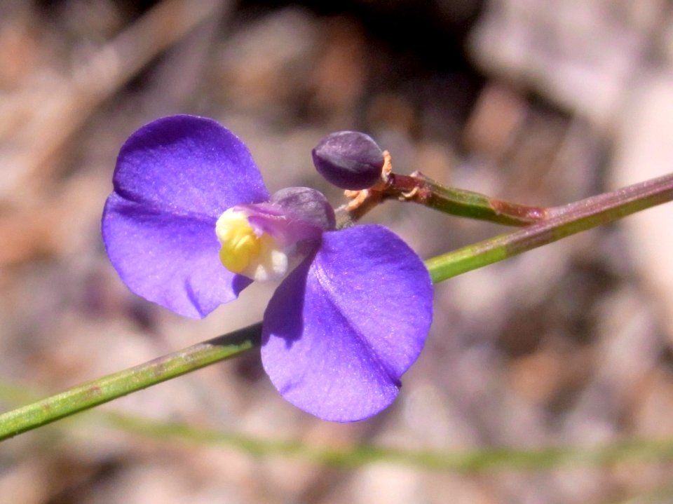 Wildflower Ku-ring-gai Yeomans Track