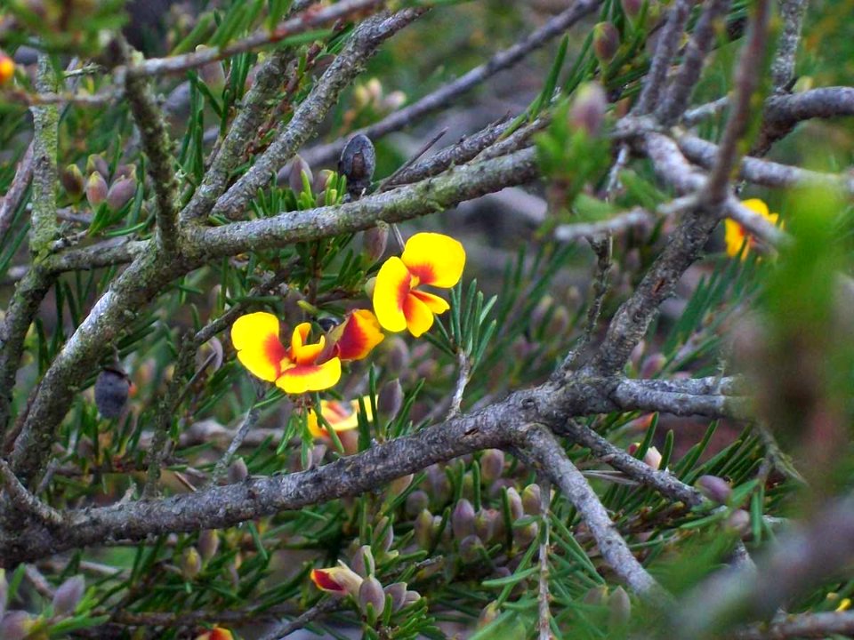 Wildflower yellow & red Woodford Blue Mountains perhaps Dillwynia s