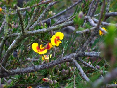 Wildflower yellow & red Woodford Blue Mountains perhaps Dillwynia s
