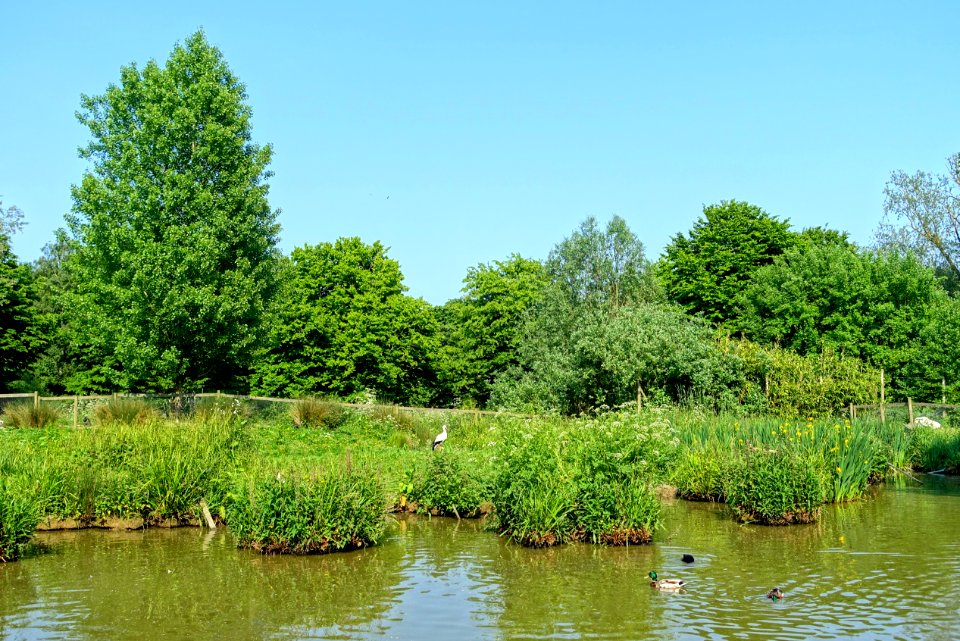Wildfowl Reserve - Bentley Wildfowl and Motor Museum - Halland, East Sussex, England - DSC05870
