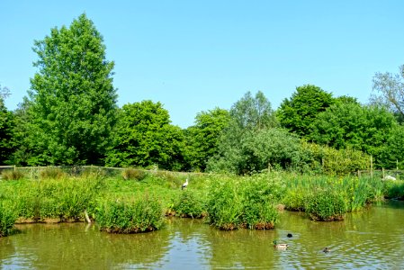 Wildfowl Reserve - Bentley Wildfowl and Motor Museum - Halland, East Sussex, England - DSC05870