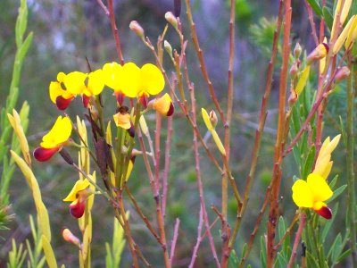 Wildflower yellow & red Elvina Bay Ku-ring-gai Chase