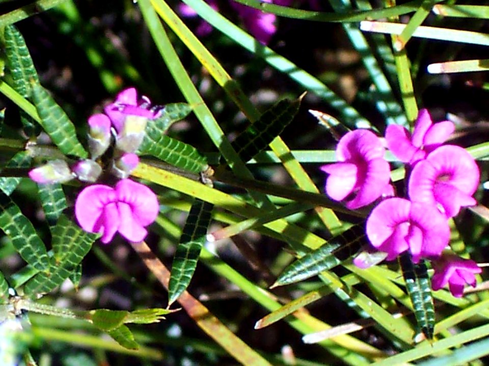 Wildflower Morton National Park