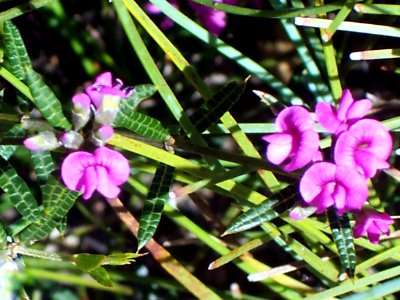Wildflower Morton National Park